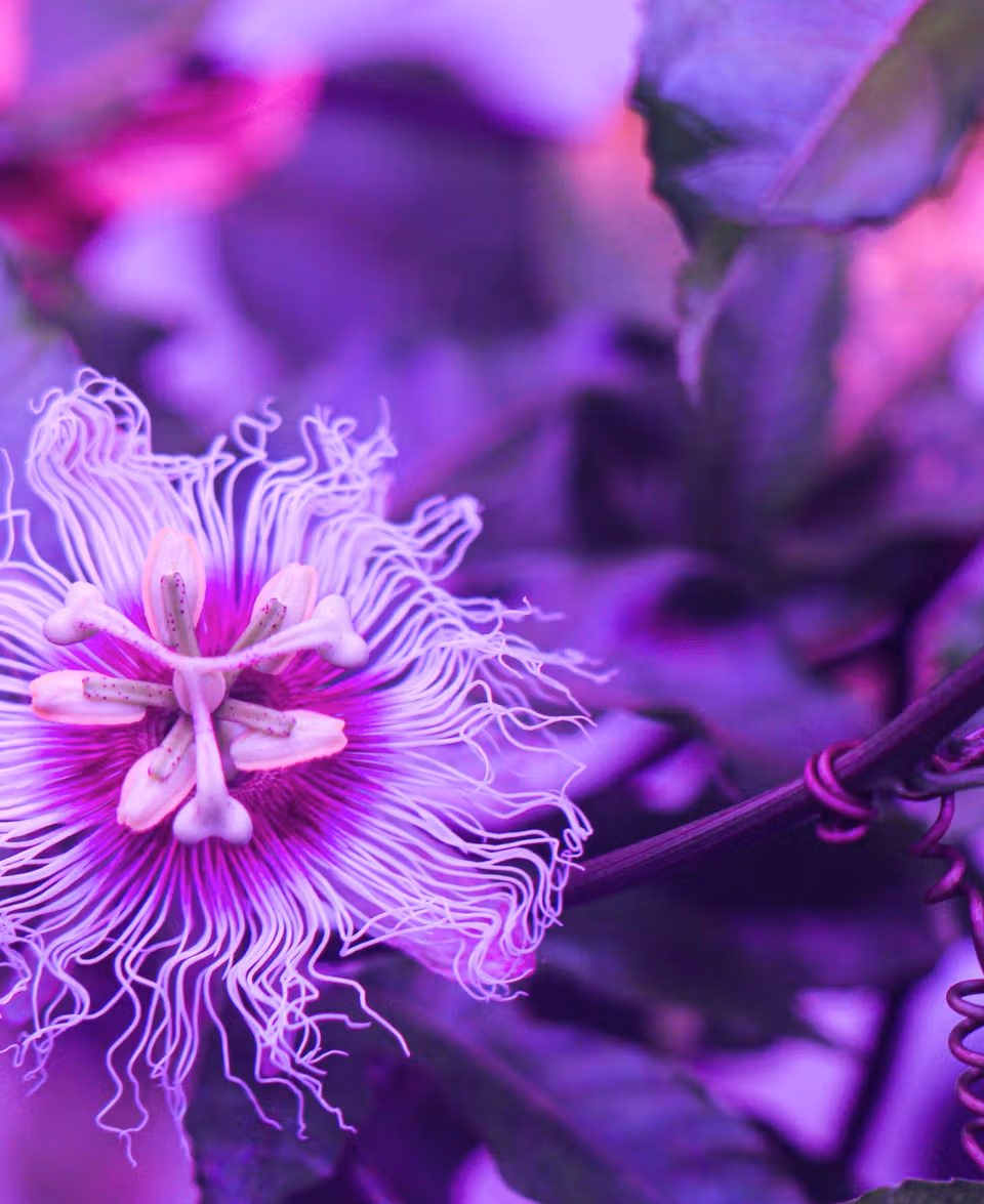 Passion Fruit flower in biopod Model One.