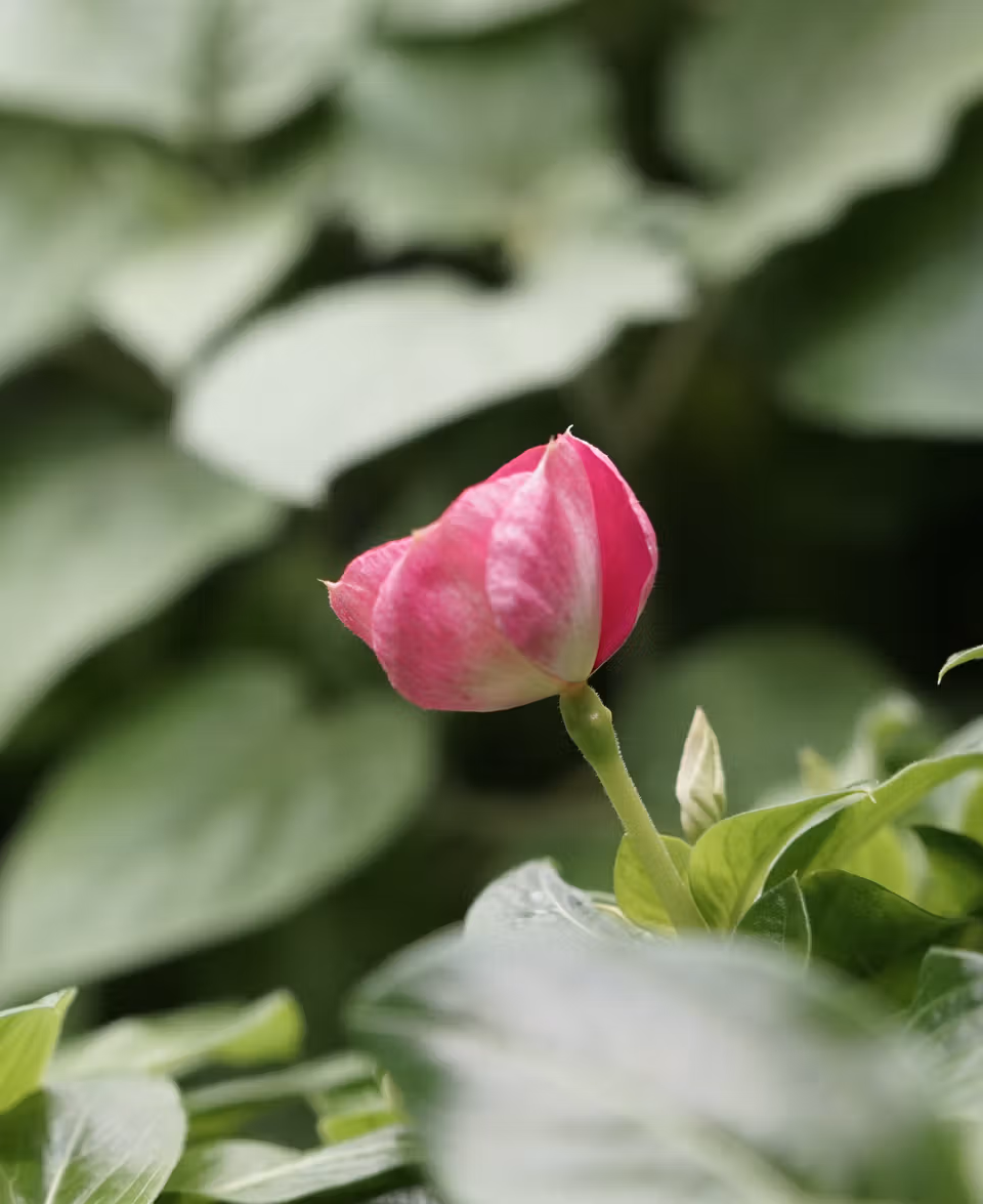 Madagascar Periwinkle flower in biopod Model One.